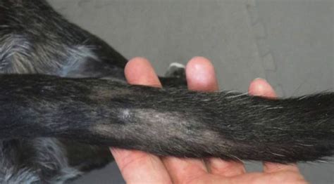 My Dogs Tail Is Losing Fur What Should I Do Our Fit Pets