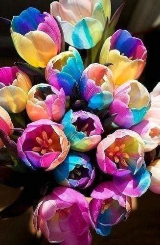 2019 Wholesaleworld Rare Rainbow Tulip Bulbs The Most
