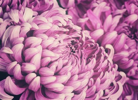 Chrysanthemum Flower Blossom Pink Free Stock Photo Public Domain Pictures
