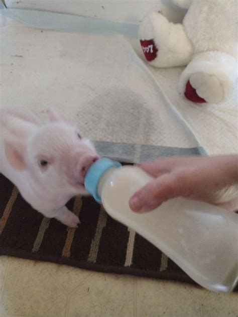 Bottle Fed Piglet In 2022 Bottle Feeding Hamster Piglet
