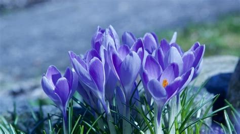 Crocus Flower Meaning Symbolism And Colors Pansy Maiden