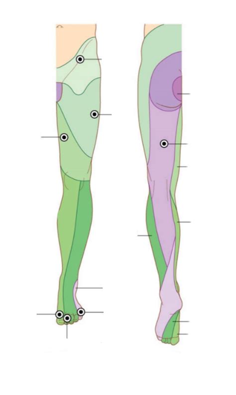 Dermatomes Leg Diagram Quizlet