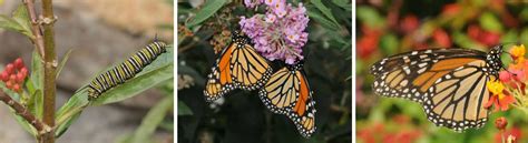 Monarch Butterfly Watch Program Tulsa Zoo
