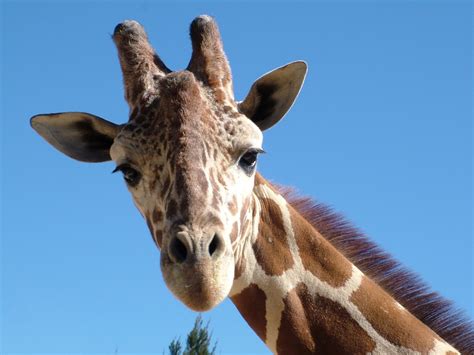 Free Images Wildlife Zoo Mammal Fauna Giraffe Vertebrate Animal