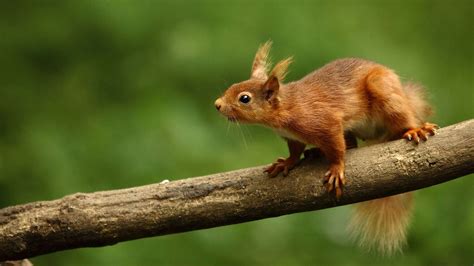Wallpaper Animals Nature Wood Branch Wildlife Whiskers Rodent