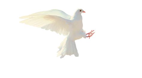 White Dove Letterpile