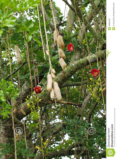 Sausage Tree Stock Image Image Of African Flora Kenya 46895293