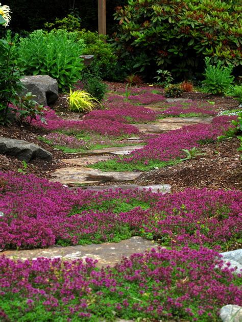 What Is The Low Growing Ground Cover With The Purple Flowers