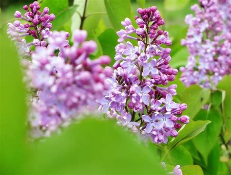 Lovely Lilacs Lilac Pretty Flowers Purple Hd Wallpaper Peakpx