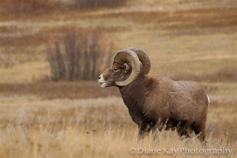 Huge Horns Bighorns In The Badlands Of North Dakota Beautiful