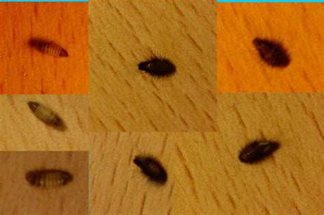 Carpet beetles eat items made of natural fibres. Carpet Beetle Larvae - What's That Bug?