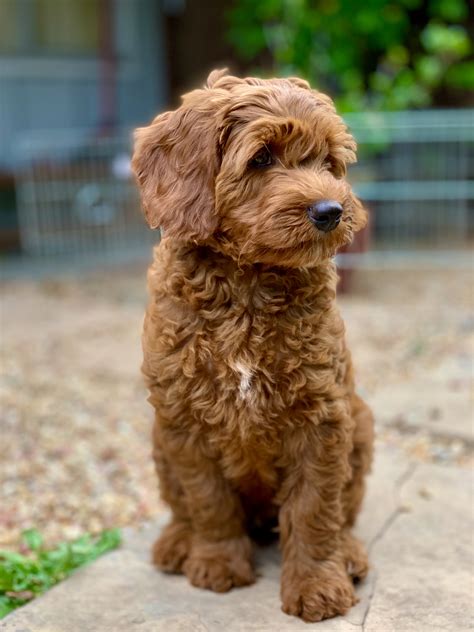 Labradoodle Puppies Bay Area Puppy And Pets