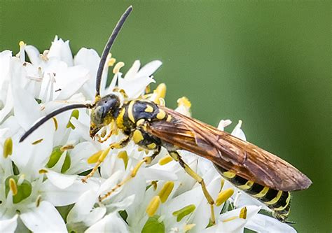 Unusual Wasp Myzinum Quinquecinctum Bugguidenet