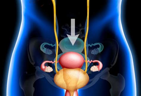 The sounds which are produced touching this area with the back of the tongue are called velar the various organs which are involved in the production of speech sounds are called speech. Pelvic & Uterine Pain: 18 Possible Causes of Pelvic Pain in Women