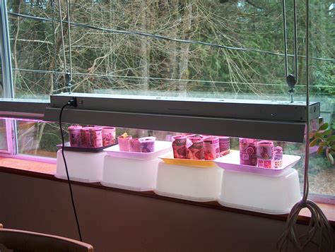The Right Lights For Starting Seeds Gardening For Beginners Forum At