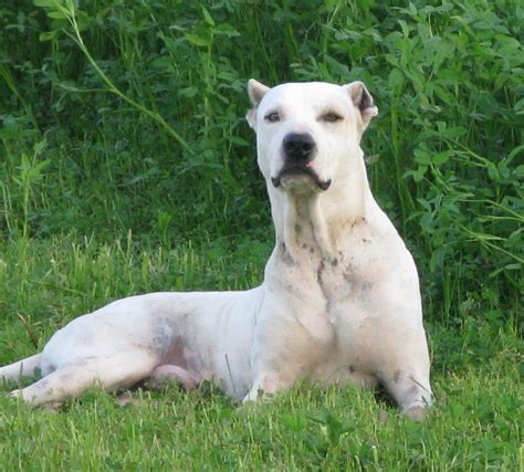 Bully kuttas puppies can be found as low as $300 and up to around $1,200. All About Dogs: Breed: Bully Kutta