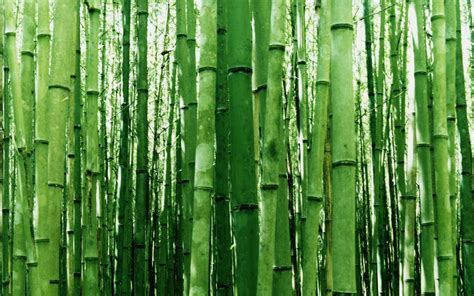 Green Nature Bamboo Wallpapers Hd Desktop And Mobile