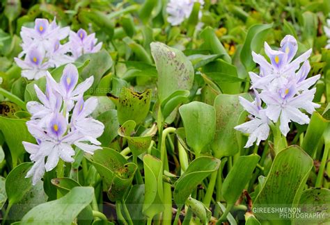 Flowers Gireeshmenon Water Hyacinth Kulavazha