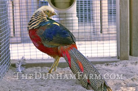 Red Golden Pheasants