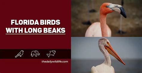 20 Unique Florida Birds With Long Beaks Photos Size Comparison And