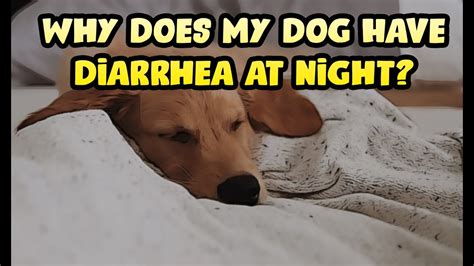 Why Does My Dog Have Diarrhea At Night Youtube