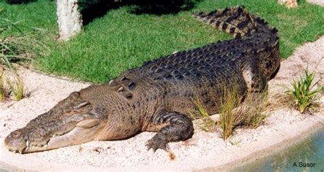 Crocodylus Porosus The Reptile Database