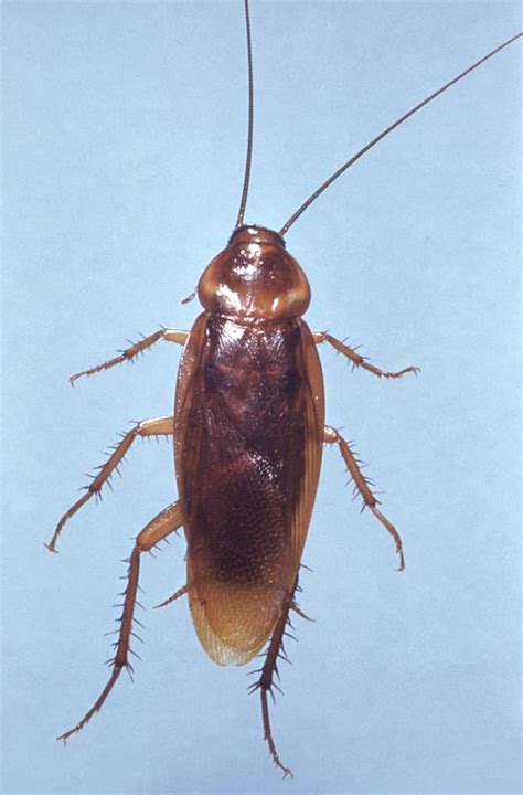 Cockroach repellent with household detergents. Cockroaches | Allen County Department of Health