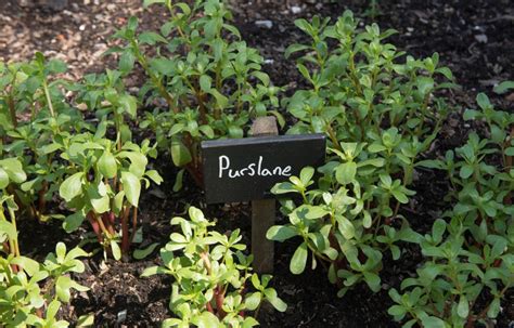 Purslane The Edible Weed With Extraordinary Health Benefits Artofit