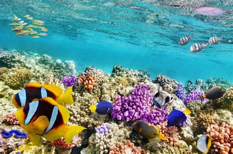珊瑚图片 神奇海底世界的珊瑚素材 高清图片 摄影照片 寻图免费打包下载
