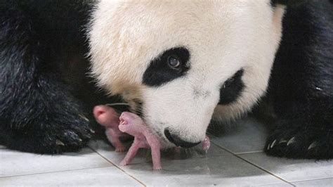South Korea Zoo Celebrates Birth Of First Twin Pandas
