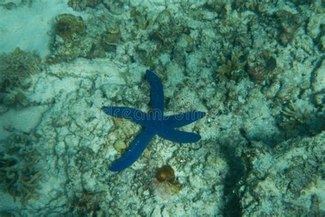 Exotic Blue Starfish On The Bottom Of The Pacific Ocean Near The Fiji