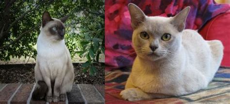 Tonkinese Vs European Burmese Breed Comparison Mycatbreeds 44544 Hot