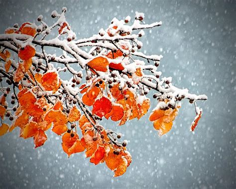 Orange Autumn Leaves In Snow Photograph By Tracie Kaska