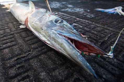 Wahoo Fishing: Where, And How to Catch Them - Sportfishing ...
