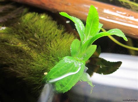 Limnophila Aquatica Giant Ambulia Flowgrow Aquatic Plant Database