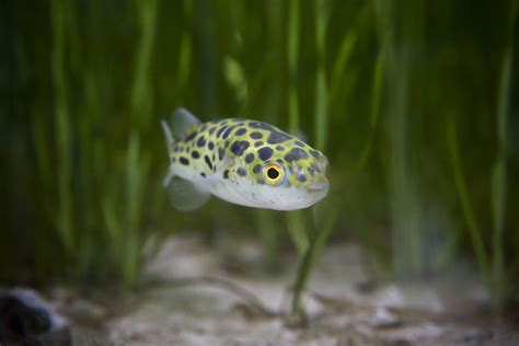 The Green Spotted Puffer Fish Care Feeding And Tank Set Up Mega Bored