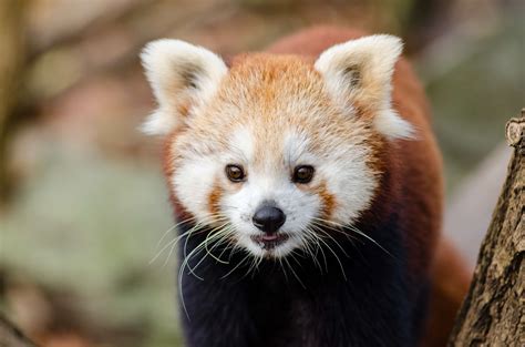 3840x2543 Animal Close Up Cute Red Panda Wildlife Wood 4k