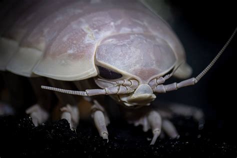 Giant Isopod Animals Monterey Bay Aquarium