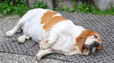 7 Different Reasons Your Dog Is Snoring All The Time