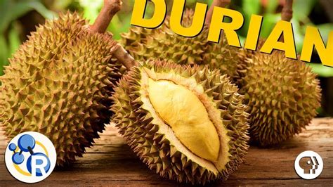 Wherever there's durian, i'm there. The Smell of Durian Explained (ft. BrainCraft, Joe Hanson ...