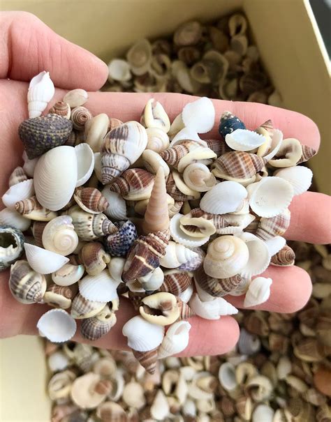 100 Small Seashells Mini Sea Shells Craft Wedding Beach Etsy Uk