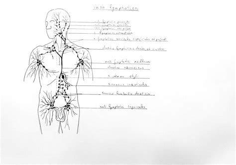 Anatomy Atlas Part 25 Lymphatic System