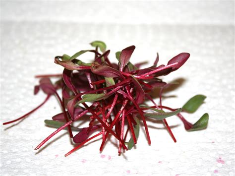 Microgreens Are Nutritious Grow Quickly Indoors Mississippi State