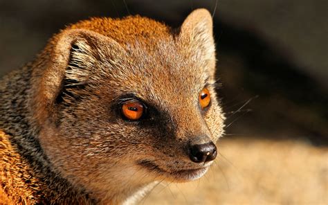 Mongoose Predator Red Eyes Wallpaper Animals