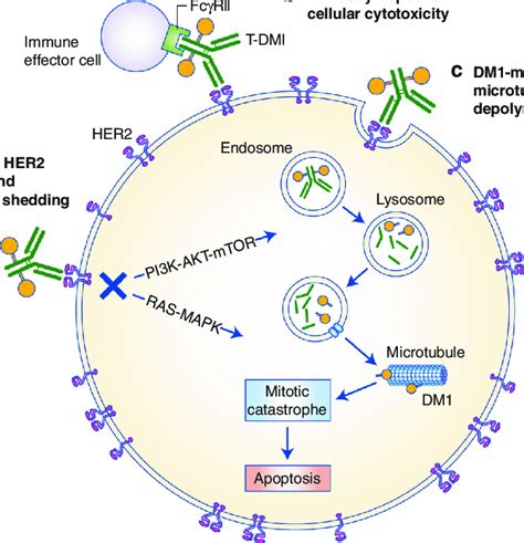 Mechanisms Of Action Of T Dm1 T Dm1 Exerts Anti Tumour Activity Via At