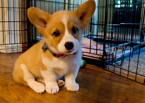 These pembroke welsh corgi puppies are friendly & energetic. Die besten 25+ Baby corgi Ideen auf Pinterest | Corgi ...