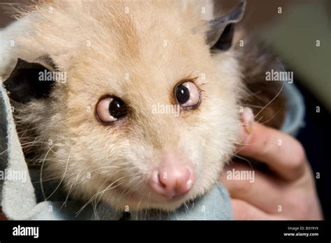 Possum Face High Resolution Stock Photography And Images Alamy