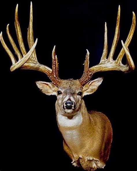 The Biggest Typical Whitetail Ever Deer Hunting Hunting New York Ny Empire State