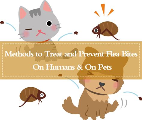 Powerful Ways To Get Rid Of Flea Bites On Pets Even On Humans