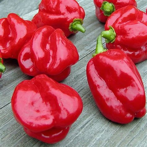 Sweet Red Habanero Hot Pepper Plants for Sale | Free Shipping